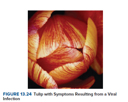 FIGURE 13.24 Tulip with Symptoms Resulting from a Viral
Infection
