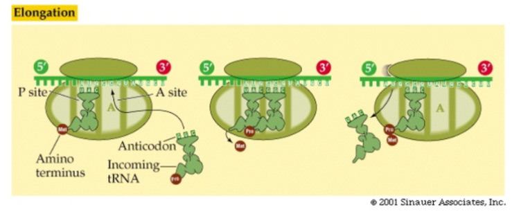 Elongation
3
3
3
P site
A site
Anticodon
Amino
terminus
Incoming-
tRNA
2001 Sinauer Associates, Inc.
