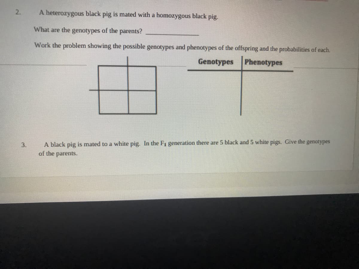 2.
A heterozygous black pig is mated with a homozygous black pig.
What are the genotypes of the parents?
Work the problem showing the possible genotypes and phenotypes of the offspring and the probabilities of each.
Genotypes
Phenotypes
3.
A black pig is mated to a white pig. In the Fi generation there are 5 black and 5 white pigs. Give the genotypes
of the parents.
