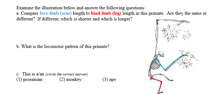 Examine the illustration below and answer the following questions:
a. Compare fore-limb (arm) length to hind-limb (leg) length in this primate. Are they the same or
different? If different, which is shorter and which is longer?
b. What is the locomotor pattern of this primate?
c. This is a/an (circle the correct answer)
(2) monkey
(1) prosimian
(3) ape