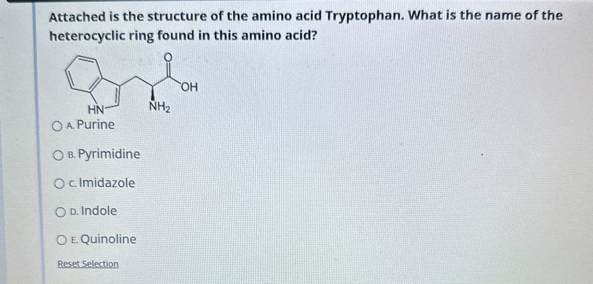 Attached is the structure of the amino acid Tryptophan. What is the name of the
heterocyclic ring found in this amino acid?
OH
HN
NH2
OA. Purine
OB. Pyrimidine
Oc. Imidazole
OD. Indole
OE. Quinoline
Reset Selection