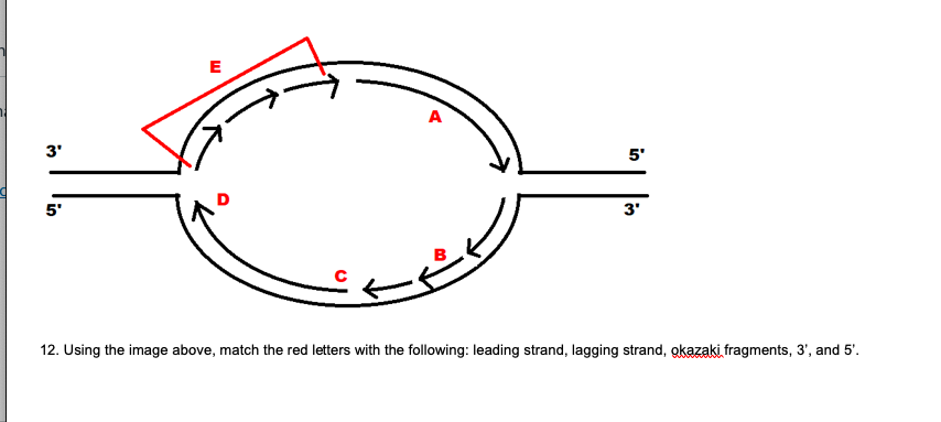 A
5'
3'
3'
5'
12. Using the image above, match the red letters with the following: leading strand, lagging strand, okazaki fragments, 3', and 5'.
in
