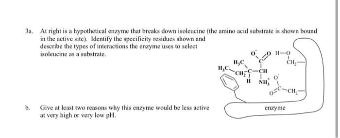 3a. At right is a hypothetical enzyme that breaks down isoleucine (the amino acid substrate is shown bound
in the active site). Identify the specificity residues shown and
describe the types of interactions the enzyme uses to select
isoleucine as a substrate.
b. Give at least two reasons why this enzyme would be less active
at very high or very low pH.
0 0 H-0
F
CH₂-
H₂C
NCH;C–CH
1.
HNH,
OC-CH₂-
enzyme