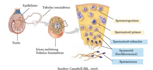 Epididimis
Tubulus seminiferus
Spermatogonium
Spermatosit primer
Testis
Spermatosit sekunder
Irisan melintang
Tubulus Seminiferus
Spermatid
(berdiferensiasi)
Spermatozoa
Sumber: Campbell dkk., 2008.
