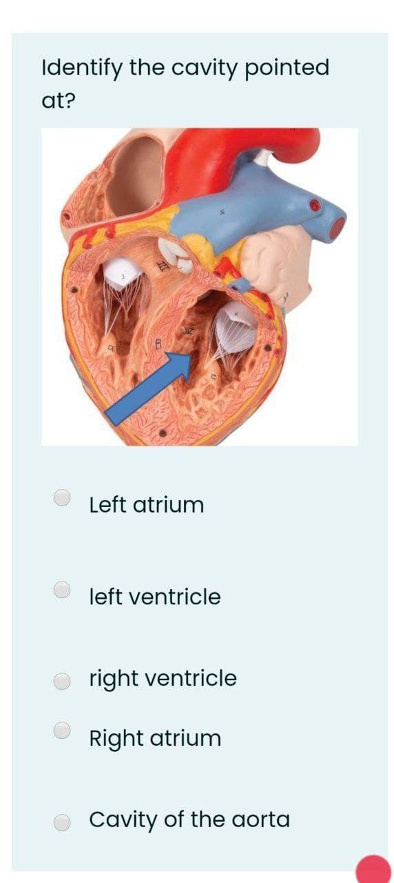 Identify the cavity pointed
at?
Left atrium
left ventricle
right ventricle
Right atrium
Cavity of the aorta
