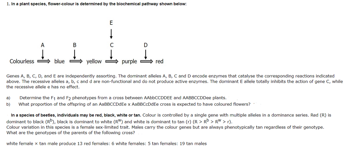 1. In a plant species, flower-colour is determined by the biochemical pathway shown below:
E
A
В
Colourless
blue
yellow
purple
red
Genes A, B, C, D, and E are independently assorting. The dominant alleles A, B, C and D encode enzymes that catalyse the corresponding reactions indicated
above. The recessive alleles a, b, c and d are non-functional and do not produce active enzymes. The dominant E allele totally inhibits the action of gene C, while
the recessive allele e has no effect.
a)
Determine the F1 and F2 phenotypes from a cross between AABBCCDDEE and AABBCCDDee plants.
b)
What proportion of the offspring of an AaBBCCDdEe x AaBBCcDdEe cross is expected to have coloured flowers?
In a species of beetles, individuals may be red, black, white or tan. Colour is controlled by a single gene with multiple alleles in a dominance series. Red (R) is
dominant to black (R), black is dominant to white (RW) and white is dominant to tan (r) (R > RD > RW > r).
Colour variation in this species is a female sex-limited trait. Males carry the colour genes but are always phenotypically tan regardless of their genotype.
What are the genotypes of the parents of the following cross?
white female x tan male produce 13 red females: 6 white females: 5 tan females: 19 tan males
