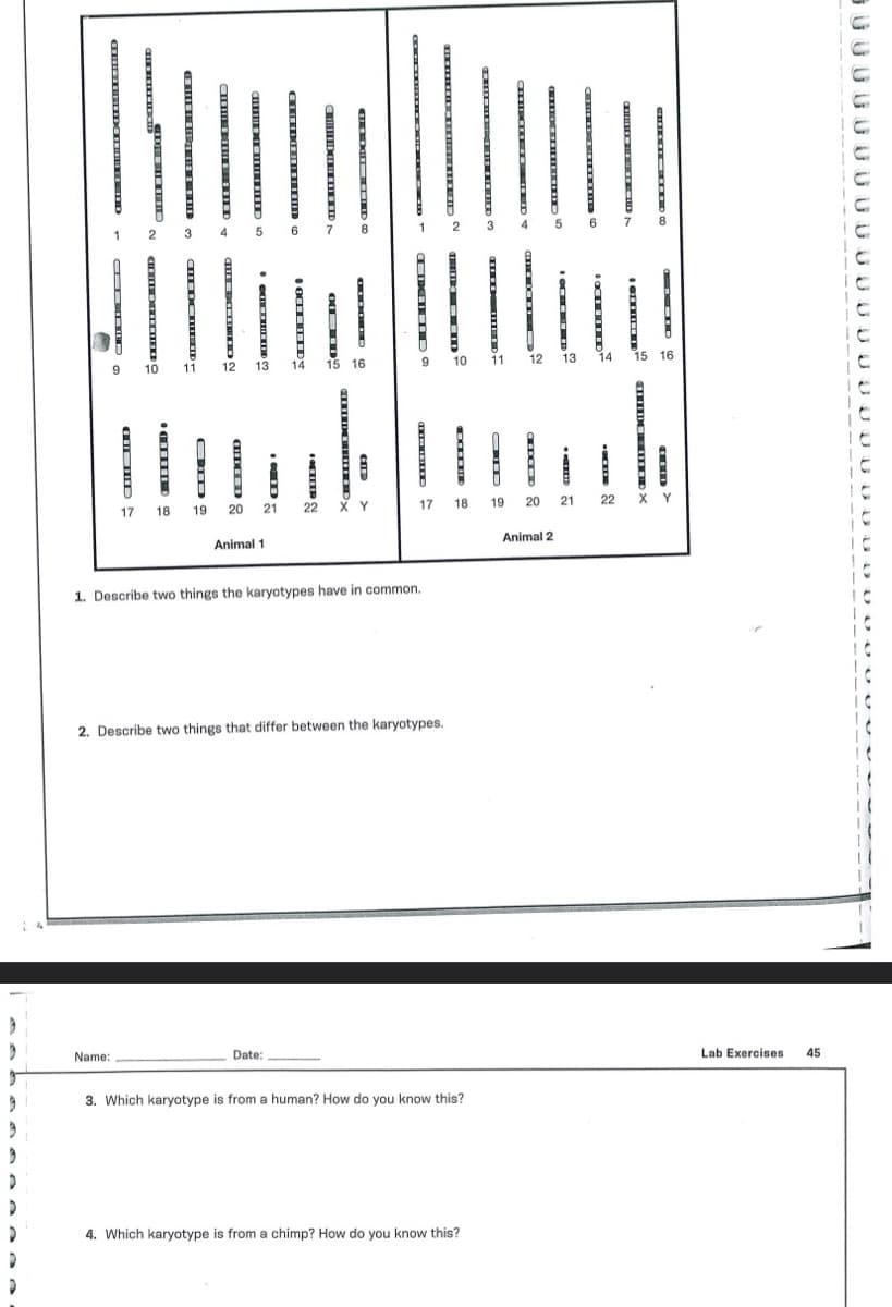 D
9
3
D
D
>
ONTD
GED
Name:
CENTRE BUD
17 18
3
CHEDE MED
10 11
CDDS
4
VOOR IED
12
DEED
19 20
ON THE
21
Animal 1
6
Date:
CHEERS
05
14 15 16
22
CHESTREID
-
ANY
XY
6 ALD
camen
17
1. Describe two things the karyotypes have in common.
–
2. Describe two things that differ between the karyotypes.
10
COCCIDE
18
3. Which karyotype is from a human? How do you know this?
4. Which karyotype is from a chimp? How do you know this?
11
1
19
12
XED
20
CELLED
Animal 2
13 14 15 16
21
THE DE
22
XY
Lab Exercises
45
500000000000000000