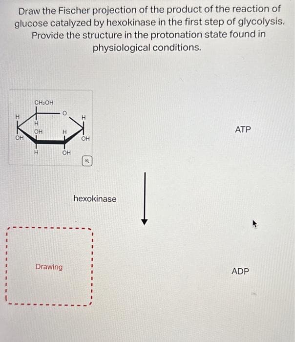 Draw the Fischer projection of the product of the reaction of
glucose catalyzed by hexokinase in the first step of glycolysis.
Provide the structure in the protonation state found in
physiological conditions.
OH
CH₂OH
H
OH
H
O
H
OH
Drawing
I.
H
OH
Q
hexokinase
ATP
ADP