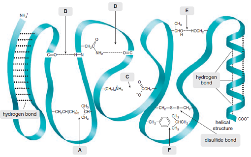 NH,
сн,
-сно----носн,
0-----H-N
NH-
O=C
hydrogen
bond
снйн,
CH,
-сH,сHIсH сн
-CH,-S-S-CH,
hydrogen bond
CH,
снCH,
сн,
Co0
-сн.
helical
structure
disulfide bond
