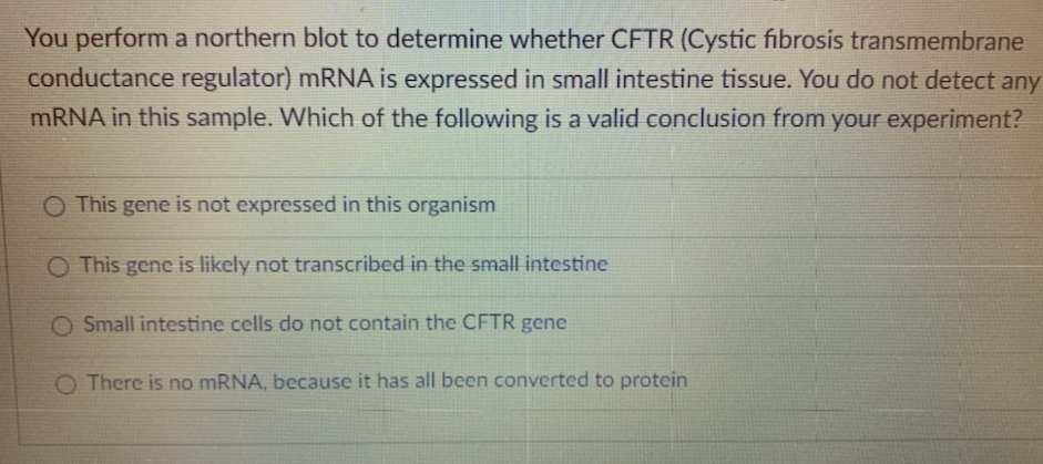 You perform a northern blot to determine whether CFTR (Cystic fibrosis transmembrane
conductance regulator) mRNA is expressed in small intestine tissue. You do not detect any
MRNA in this sample. Which of the following is a valid conclusion from your experiment?
O This gene is not expressed in this organism
O This gene is likely not transcribed in the small intestine
O Small intestine cells do not contain the CFTR gene
O There is no MRNA, because it has all been converted to protein
