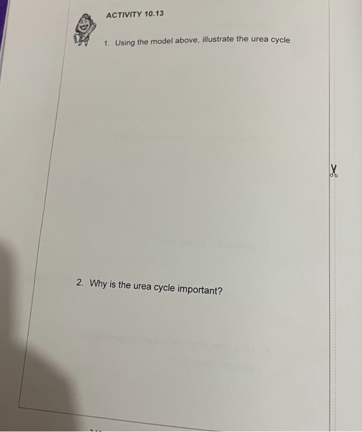 ACTIVITY 10.13
1. Using the model above, illustrate the urea cycle
2. Why is the urea cycle important?
