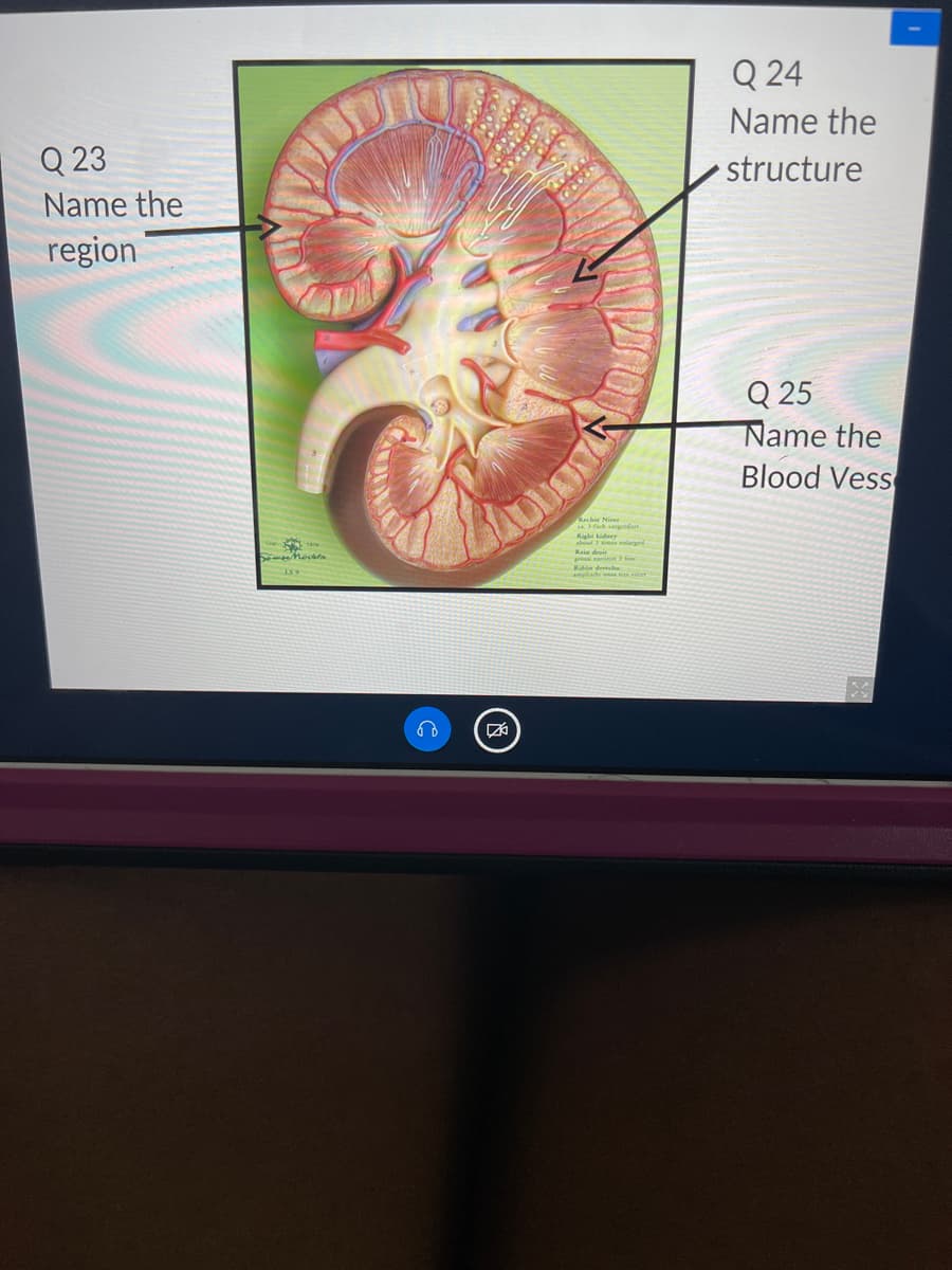 Q 24
Name the
Q 23
structure
Name the
region
Q 25
Name the
Blood Vess
