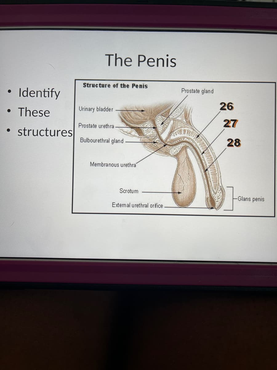 The Penis
Structure of the Penis
Prostate gland
• Identify
26
Urinary bladder
These
27
Prostate urethra
structures
Bulbourethral gland
28
Membranous urethra
Scrotum
Glans penis
External urethral orifice
