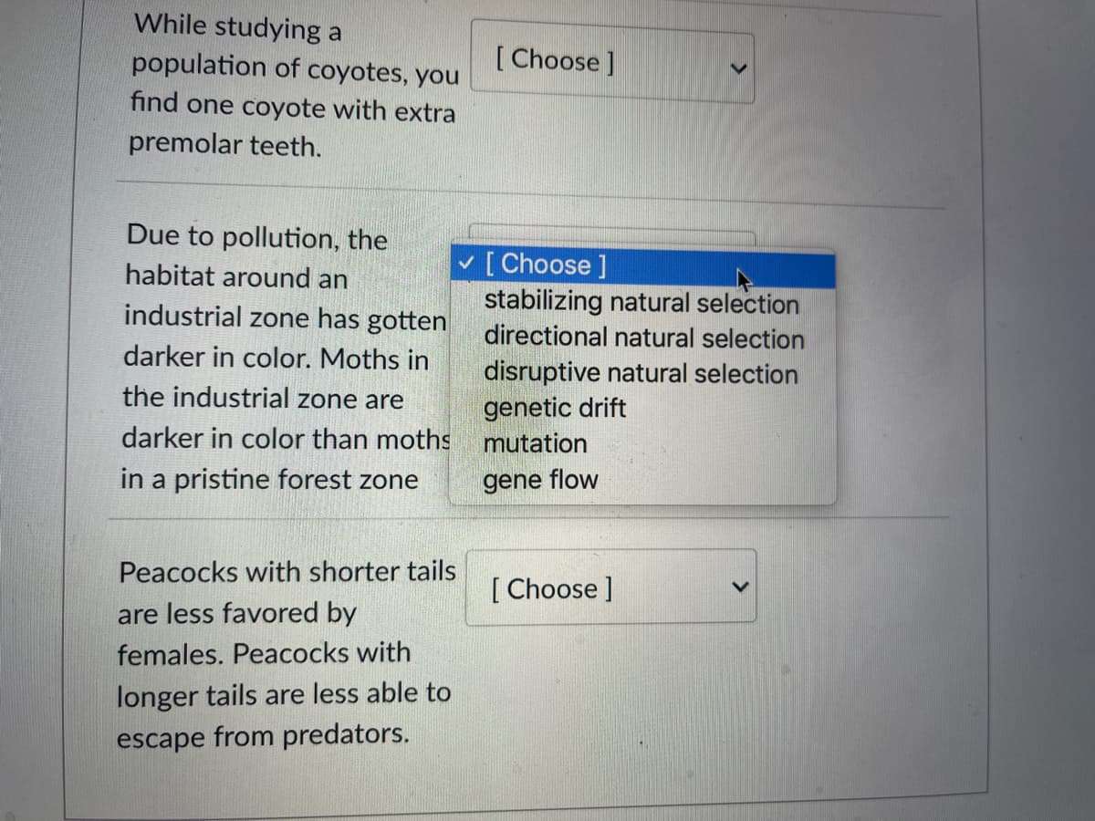 While studying a
population of coyotes, you
[ Choose]
find one coyote with extra
premolar teeth.
Due to pollution, the
[ Choose ]
stabilizing natural selection
directional natural selection
habitat around an
industrial zone has gotten
darker in color. Moths in
disruptive natural selection
the industrial zone are
genetic drift
darker in color than moths
mutation
in a pristine forest zone
gene flow
Peacocks with shorter tails
[ Choose ]
are less favored by
females. Peacocks with
longer tails are less able to
escape from predators.
