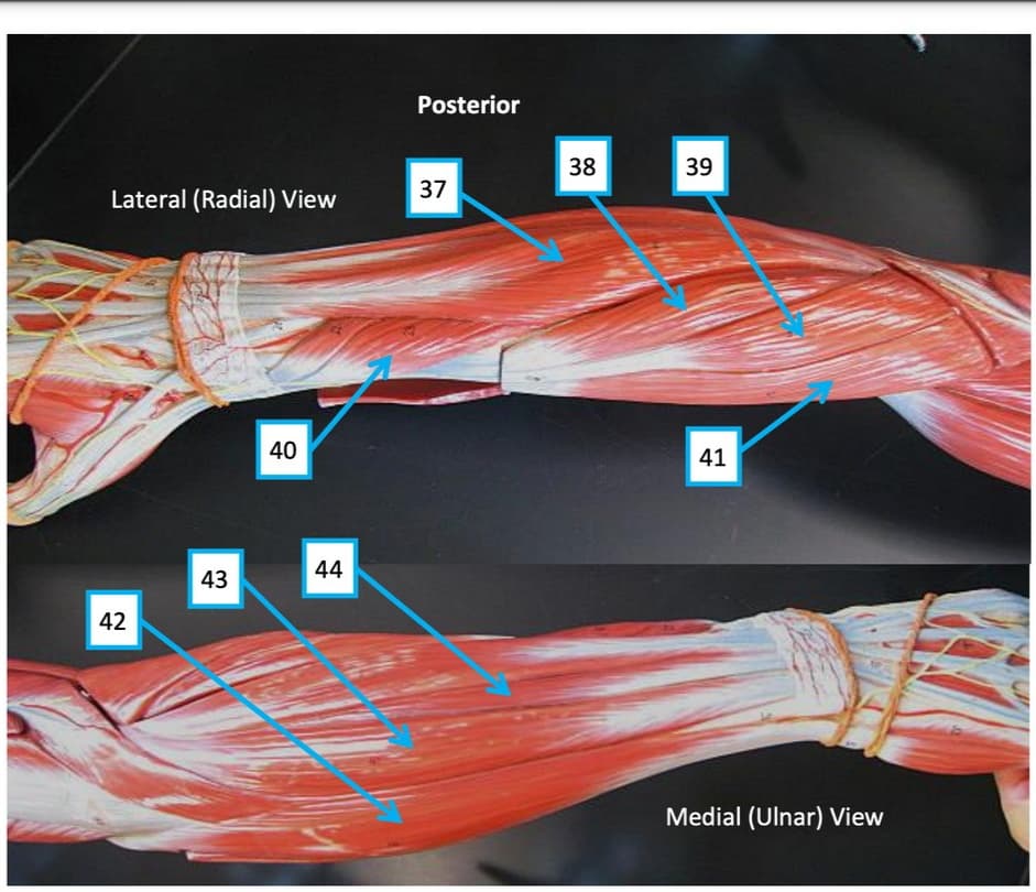 Posterior
38
39
37
Lateral (Radial) View
40
41
44
43
42
Medial (Ulnar) View
