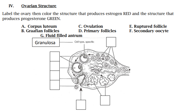 IV.
Ovarian Structure
Label the ovary then color the structure that produces estrogen RED and the structure that
produces progesterone GREEN.
A. Corpus luteum
B. Graafian follicles
C. Ovulation
D. Primary follicles
E. Ruptured follicle
F. Secondary oocyte
G. Fluid filled antrum
Granulosa
Cell type, specific
