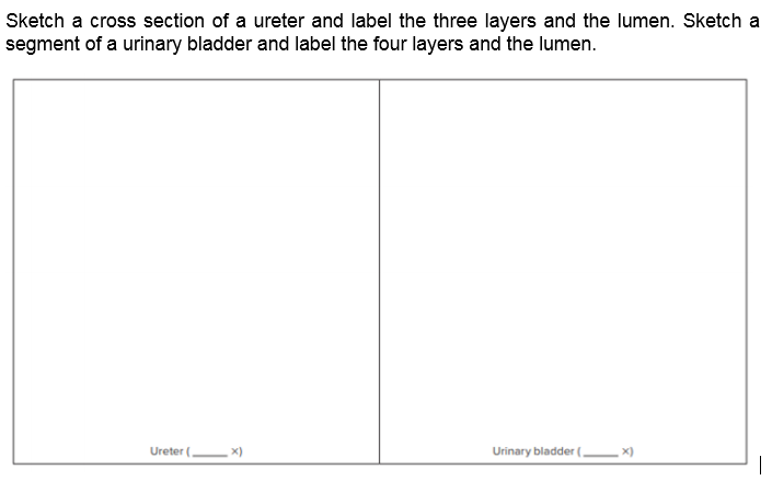 Sketch a cross section of a ureter and label the three layers and the lumen. Sketch a
segment of a urinary bladder and label the four layers and the lumen.
Ureter ( x)
Urinary bladder ( x)
