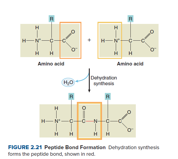 H
H-N+-
-C-
+
H-N*-
H
H
H
H
Amino acid
Amino acid
Dehydration
synthesis
H20
R
R
H
H- N+-C
-N-C-
H
H
H
H
FIGURE 2.21 Peptide Bond Formation Dehydration synthesis
forms the peptide bond, shown in red.

