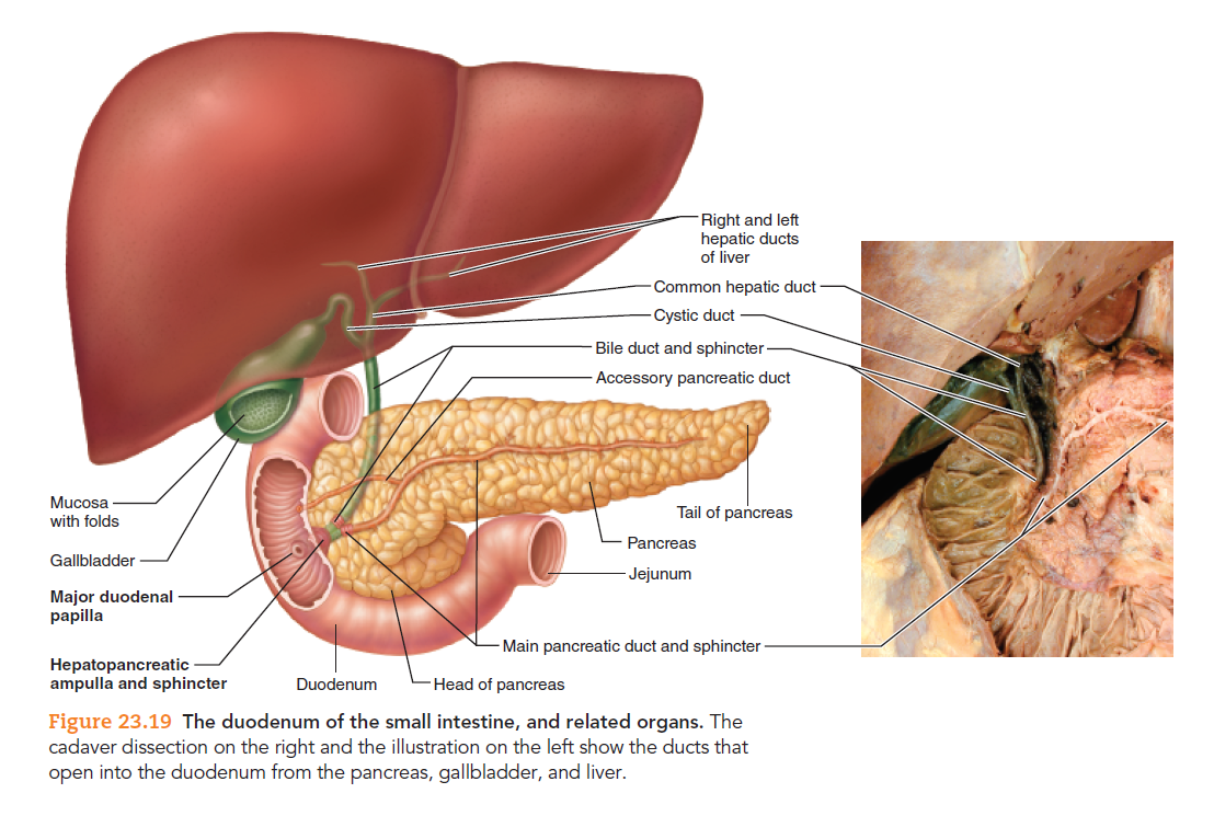 Right and left
hepatic ducts
of liver
Common hepatic duct
Cystic duct
Bile duct and sphincter
Accessory pancreatic duct
Mucosa
with folds
Tail of pancreas
Pancreas
Gallbladder
Jejunum
Major duodenal
papilla
Main pancreatic duct and sphincter
Hepatopancreatic
ampulla and sphincter
Duodenum
Head of pancreas
Figure 23.19 The duodenum of the small intestine, and related organs. The
cadaver dissection on the right and the illustration on the left show the ducts that
open into the duodenum from the pancreas, gallbladder, and liver.
