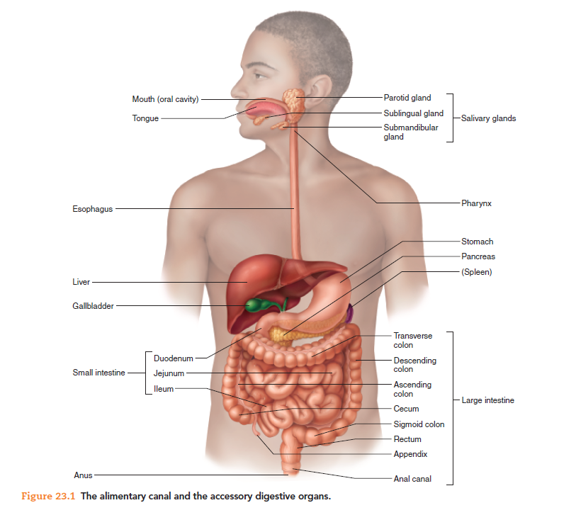 Mouth (oral cavity) -
-Parotid gland
- Sublingual gland
Tongue -
-Salivary glands
- Submandibular
gland
- Pharynx
Esophagus
-Stomach
-Pancreas
- (Spleen)
Liver
Gallbladder
- Transverse
colon
- Descending
colon
Duodenum
Small intestine
Jejunum -
- Ascending
colon
lleum-
- Large intestine
Cecum
- Sigmoid colon
Rectum
- Appendix
Anus
Anal canal
Figure 23.1 The alimentary canal and the accessory digestive organs.
