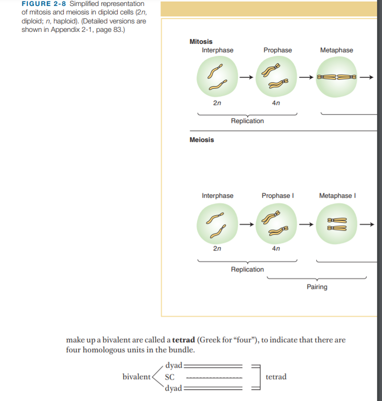 FIGURE 2-8 Simplified representation
of mitosis and meiosis in diploid cells (2n,
diploid; n, haploid). (Detailed versions are
shown in Appendix 2-1, page 83.)
Mitosis
Interphase
Prophase
Metaphase
2n
4n
Replication
Meiosis
Interphase
Prophase I
Metaphase I
2n
4n
Replication
Pairing
make up a bivalent are called a tetrad (Greek for “four"), to indicate that there are
four homologous units in the bundle.
- dyad:
bivalent<
SC
tetrad
`dyad:
!!
