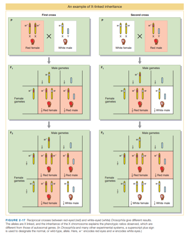 An example of X-linked inheritance
First cross
Second cross
X Y
Red female
White male
White female
Red male
Male gametes
Male gametes
Female
gametes
Female
gametes
Red temale
Red male
Red female
White male
Male gametes
Male gametes
0
w
Red female
Red male
Red female
Red male
Female
gametes
Female
gametes
| Red temale i Whte male
i White female i White male
FIGURE 2-17 Reciprocal crosses between red-eyed (red) and white-eyed (white) Drosophila give different results.
The alleles are X linked, and the inheritance of the X chromosome explains the phenotypic ratios observed, which are
different from those of autosomal genes. (In Drosophila and many other experimental systems, a superscript plus sign
is used to designate the normal, or wild-type, allele. Here, wt encodes red eyes and w encodes white eyes.)
