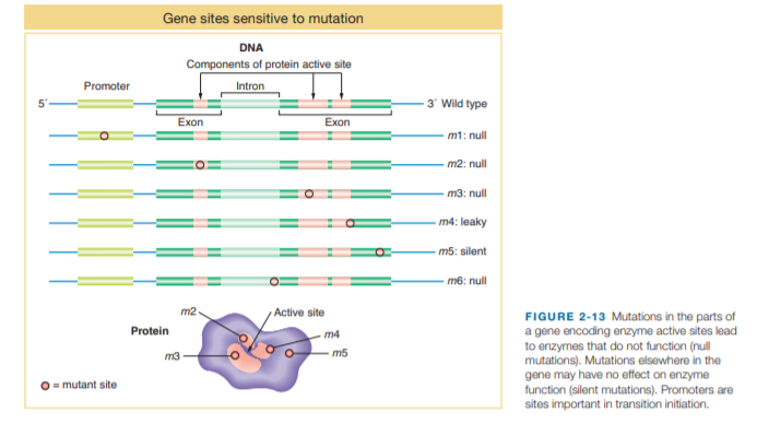 Gene sites sensitive to mutation
DNA
Components of protein active site
Promoter
Intron
3' Wild type
Exon
Exon
m1: null
m2: null
m3: null
m4: leaky
m5: silent
m6: null
m2
Active site
FIGURE 2-13 Mutations in the parts of
a gene encoding enzyme active sites lead
to enzymes that do not function (null
mutations). Mutations elsewhere in the
gene may have no effect on enzyme
function (silent mutations). Promoters are
sites important in transition initiation.
Protein
m4
m5
m3
= mutant site
