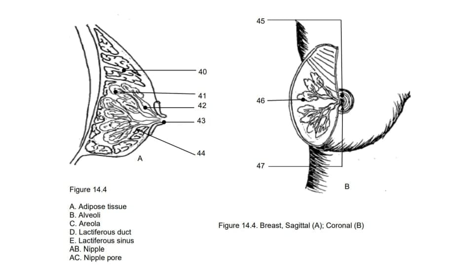 45
40
41
46
42
43
44
A
47
в
Figure 14.4
A. Adipose tissue
B. Alveoli
C. Areola
D. Lactiferous duct
E. Lactiferous sinus
AB. Nipple
AC. Nipple pore
Figure 14.4. Breast, Sagittal (A); Coronal (B)
