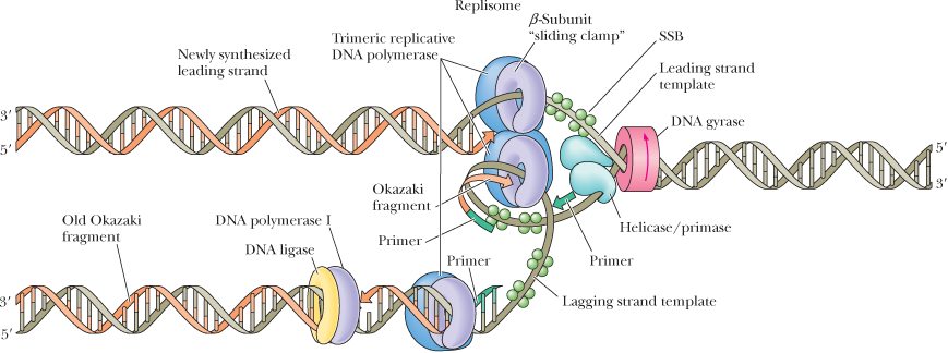 Replisome
B-Subunit
"sliding clamp"
SSB
Newly synthesized
leading strand
Trimeric replicative
DNA polymerase,
Leading strand
template
3'
DNA gyrase
5'
Okazaki
fragment -
Old Okazaki
DNA polymerase
Helicase/primase
fragment
Primer
DNA ligase
Primer
Primer
` Lagging strand template
5'
