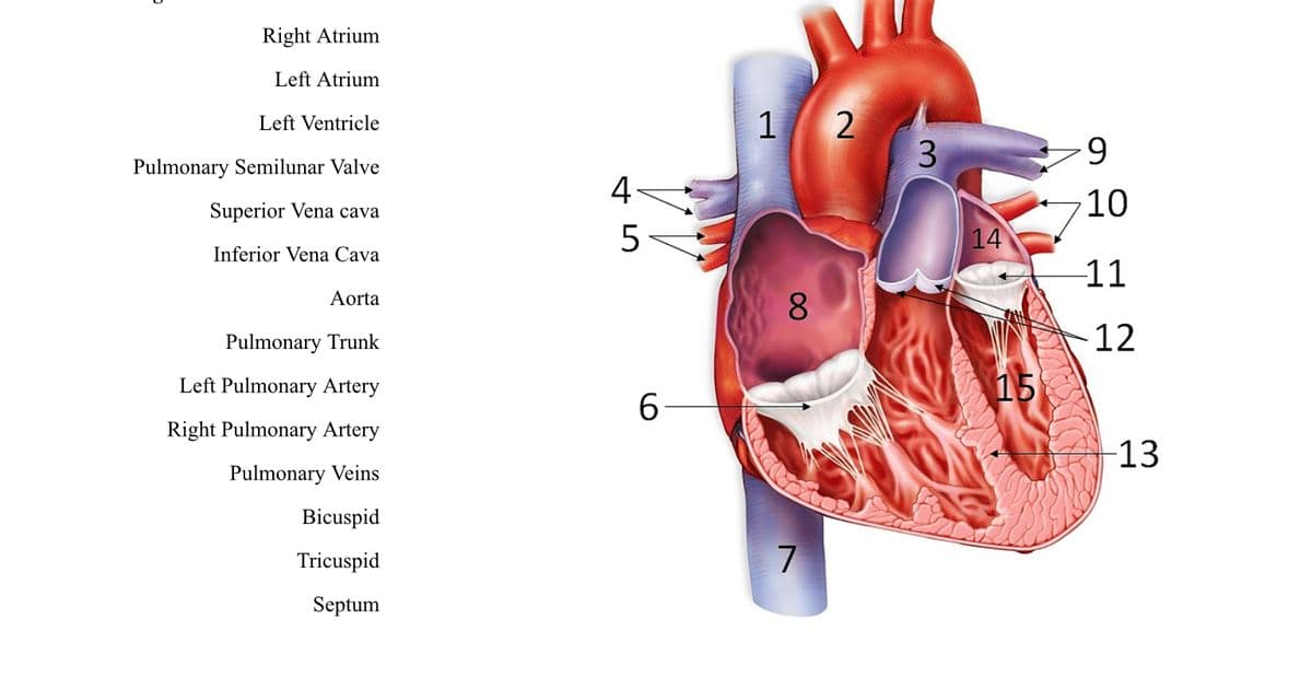 Right Atrium
Left Atrium
1 2
Left Ventricle
6.
Pulmonary Semilunar Valve
4-
Superior Vena cava
10
14
Inferior Vena Cava
11
Aorta
8.
Pulmonary Trunk
-12
Left Pulmonary Artery
15
6.
Right Pulmonary Artery
-13
Pulmonary Veins
Bicuspid
Tricuspid
7
Septum
