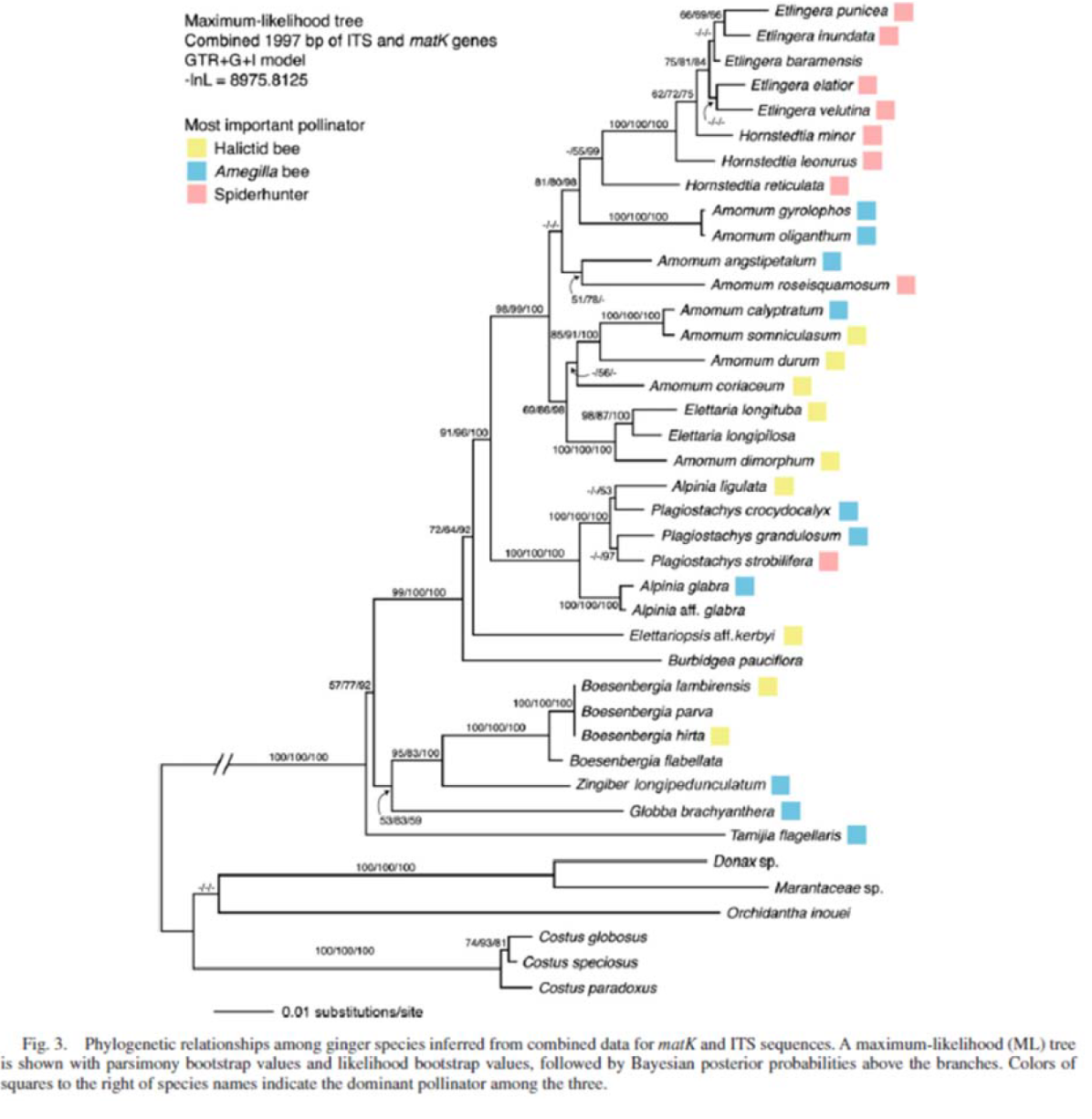 Maximum-likelihood tree
Combined 1997 bp of ITS and matk genes
GTR+G+l model
-InL=8975.8125
Most important pollinator
Halictid bee
Amegilla bee
Spiderhunter
100/100/100
57/77/92
100/100/100
91/96/100
99/100/100
538359
100/100/100
72/64/92
95/83/100
96/99/100
81/80/98
+4
74/93/81
100/100/100
-56/99
60 86.00
51/78/
85/91/100
100/100/100
98/87/100
100/100/100
100/100/100
100/100/100
100/100/100
100/100/100
100/100/100 +-197
-53
62/72/75
66/89/56
4
75/81/84 Etlingera baramensis
Etlingera elatior
-Etlingera velutina
Hornstedtia minor
Hornstedtia leonurus
Etlingera punicea
Etlingera inundata
-Hornstedtia reticulata
Amomum angstipetalum
Amomum gyrolophos
Amomum oliganthum
Amomum roseisquamosum
Costus globosus
Costus speciosus
Costus paradoxus
Amomum calyptratum
Amomum somniculasum
Amomum durum
Amomum coriaceum
Alpinia glabra
100/100/100L Alpinia aff. glabra
Elettaria longituba
Elettaria longipilosa
Amomum dimorphum
Alpinia ligulata
Plagiostachys crocydocalyx
Plagiostachys grandulosum
Plagiostachys strobilifera
Elettariopsis aff.kerbyi
Boesenbergia lambirensis
Boesenbergia parva
Boesenbergia hirta
Boesenbergia flabellata
Zingiber longipedunculatum
Burbidgea pauciflora
Globba brachyanthera
Tamijia flagellaris
Donax sp.
Marantaceae sp.
Orchidantha inouei
0.01 substitutions/site
Fig. 3. Phylogenetic relationships among ginger species inferred from combined data for matK and ITS sequences. A maximum-likelihood (ML) tree
is shown with parsimony bootstrap values and likelihood bootstrap values, followed by Bayesian posterior probabilities above the branches. Colors of
squares to the right of species names indicate the dominant pollinator among the three.