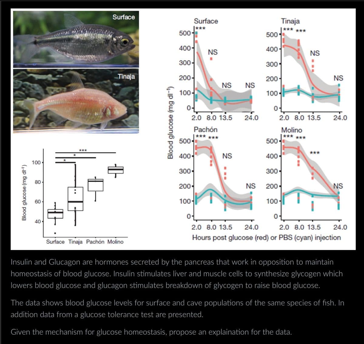 Blood glucose (mg dl-¹)
100
80-
60-
40-
***
#T
Surface
Tinaja
ㅏ
Surface Tinaja Pachón Molino
Blood glucose (mg dl-¹)
Surface
***
500-
400-
300-
200-
100-
0-
500-
2.0 8.0 13.5
Pachón
***
400-
300-
200-
NS
100-
NS NS
***
NS
24.0
Tinaja
500-
400-
300-
200
100-
of
2.0 8.0 13.5
Molino
***
500-
*** ***
400-
300-
NS 200
100-
NS
***
4
NS
24.0
NS
01
24.0
2.0 8.0 13.5
2.0 8.0 13.5 24.0
Hours post glucose (red) or PBS (cyan) injection
Insulin and Glucagon are hormones secreted by the pancreas that work in opposition to maintain
homeostasis of blood glucose. Insulin stimulates liver and muscle cells to synthesize glycogen which
lowers blood glucose and glucagon stimulates breakdown of glycogen to raise blood glucose.
The data shows blood glucose levels for surface and cave populations of the same species of fish. In
addition data from a glucose tolerance test are presented.
Given the mechanism for glucose homeostasis, propose an explaination for the data.