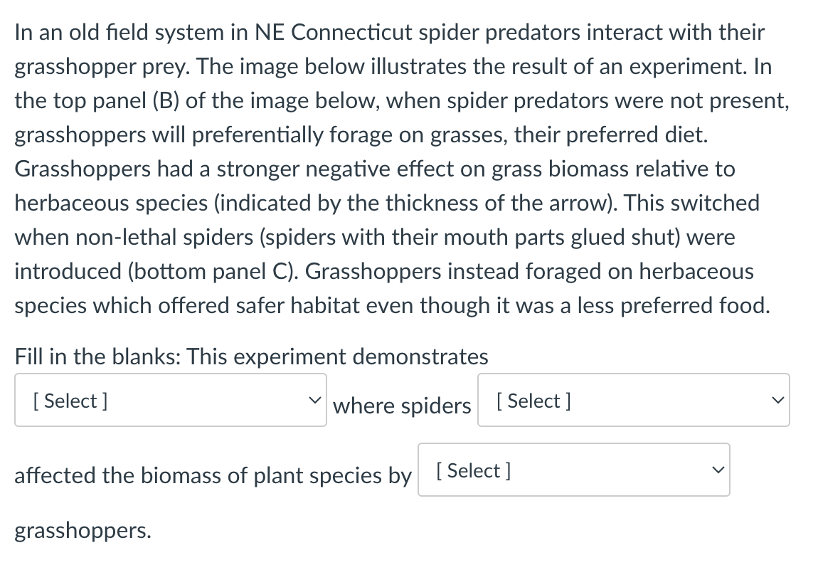 In an old field system in NE Connecticut spider predators interact with their
grasshopper prey. The image below illustrates the result of an experiment. In
the top panel (B) of the image below, when spider predators were not present,
grasshoppers will preferentially forage on grasses, their preferred diet.
Grasshoppers had a stronger negative effect on grass biomass relative to
herbaceous species (indicated by the thickness of the arrow). This switched
when non-lethal spiders (spiders with their mouth parts glued shut) were
introduced (bottom panel C). Grasshoppers instead foraged on herbaceous
species which offered safer habitat even though it was a less preferred food.
Fill in the blanks: This experiment demonstrates
[Select]
where spiders [Select]
affected the biomass of plant species by [Select]
grasshoppers.