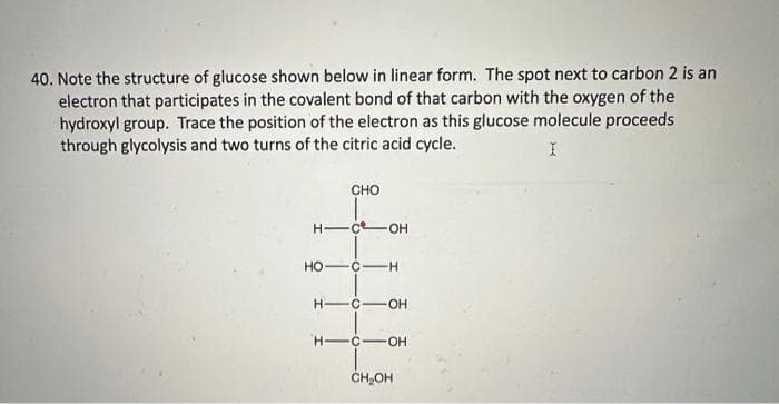 40. Note the structure of glucose shown below in linear form. The spot next to carbon 2 is an
electron that participates in the covalent bond of that carbon with the oxygen of the
hydroxyl group. Trace the position of the electron as this glucose molecule proceeds
through glycolysis and two turns of the citric acid cycle.
I
H-
CHO
-COH
HO C-H
HIC OH
H-C OH
CH₂OH