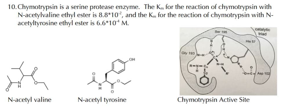 10. Chymotrypsin is a serine protease enzyme. The Km for the reaction of chymotrypsin with
N-acetylvaline ethyl ester is 8.8*10?, and the Km for the reaction of chymotrypsin with N-
acetyltyrosine ethyl ester is 6.6*10“ M.
catalytic
triad
Ser 195
His 57
Gly 193 N-H.
OH
N-H
R-N-Ca
O-C Asp 102
N-acetyl valine
N-acetyl tyrosine
Chymotrypsin Active Site
