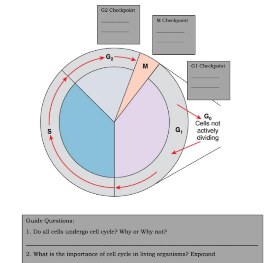 G2 Checkpoint
M Checkpoint
M
G1 Checkpoint
Go
Cells not
G,
actively
dividing
Guide Questions:
1. Do all cells undergo cell cycle? Why or Why not?
2. What is the importance of cell cycle in living organisms? Expound
