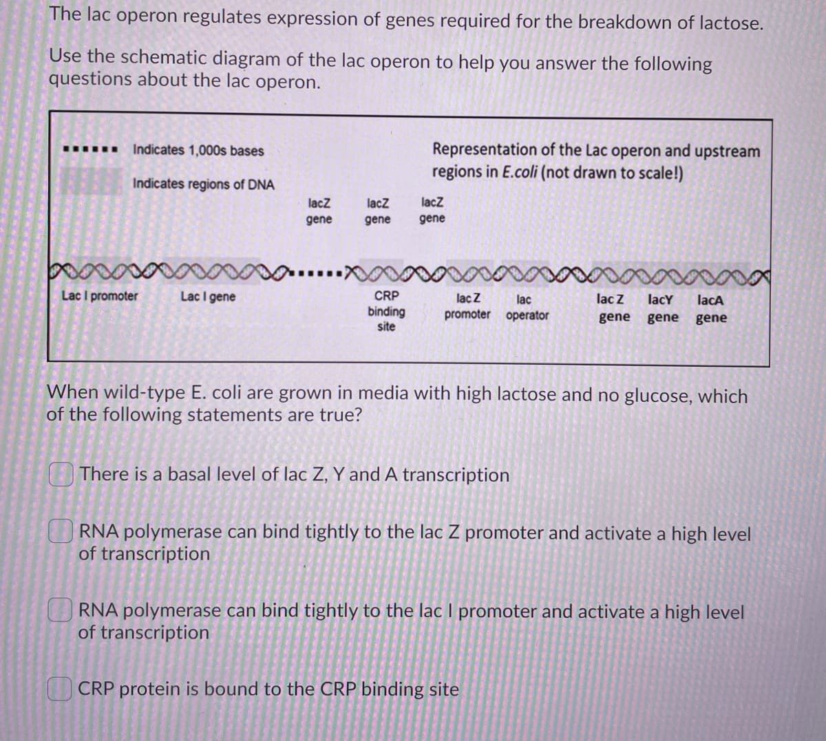 The lac operon regulates expression of genes required for the breakdown of lactose.
Use the schematic diagram of the lac operon to help you answer the following
questions about the lac operon.
Representation of the Lac operon and upstream
regions in E.coli (not drawn to scale!)
Indicates 1,000s bases
Indicates regions of DNA
lacz
lacz
lacz
gene
gene
gene
Lac I promoter
Lac I gene
CRP
lacZ
lac
lac Z
lacY
lacA
binding
site
promoter operator
gene
gene
gene
When wild-type E. coli are grown in media with high lactose and no glucose, which
of the following statements are true?
There is a basal level of lac Z, Y and A transcription
RNA polymerase can bind tightly to the lac Z promoter and activate a high level
of transcription
RNA polymerase can bind tightly to the lac I promoter and activate a high level
of transcription
CRP protein is bound to the CRP binding site
