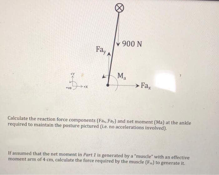 900 N
Fay A
Ma
> Fax
+ve
Calculate the reaction force components (Fa, Fay) and net moment (Ma) at the ankle
required to maintain the posture pictured (i.e. no accelerations involved).
If assumed that the net moment in Part 1 is generated by a "muscle" with an effective
moment arm of 4 cm, calculate the force required by the muscle (Fm) to generate it.
