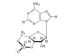 NH2
-H
H
H2
H H
O H
H
P)
OH
