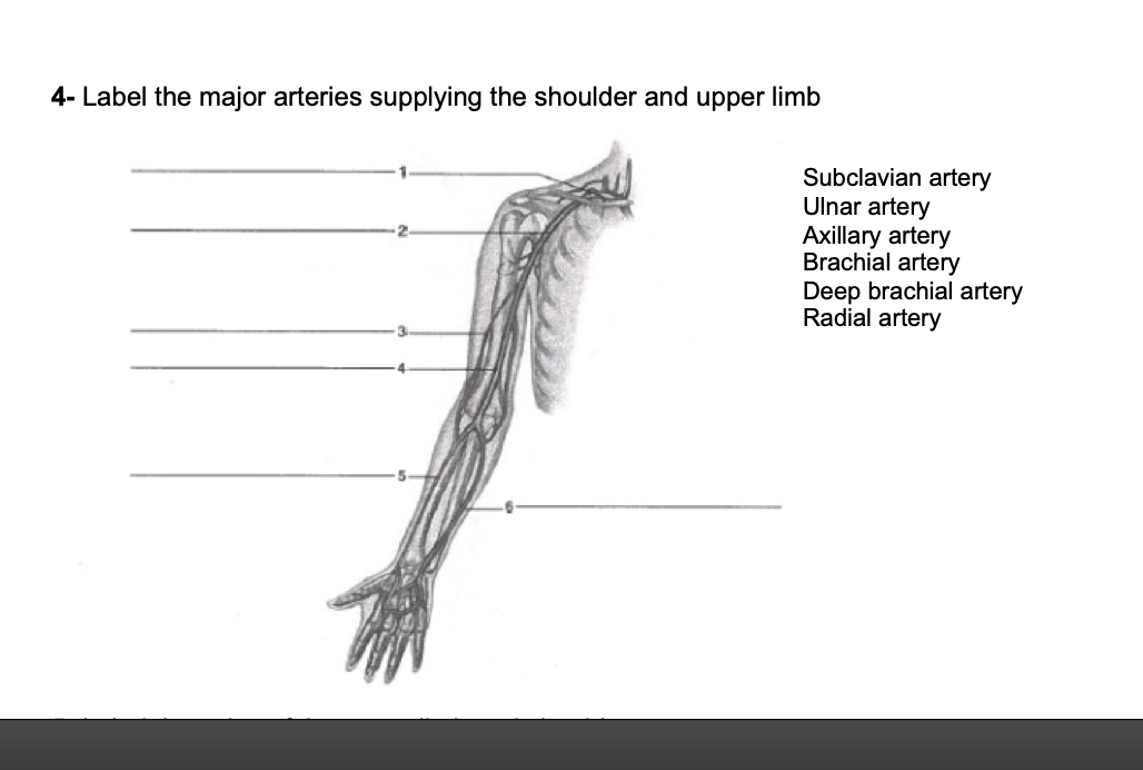 4- Label the major arteries supplying the shoulder and upper limb
Subclavian artery
Ulnar artery
Axillary artery
Brachial artery
Deep brachial artery
Radial artery
