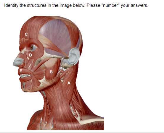 Identify the structures in the image below. Please "number" your answers.
D
B.
