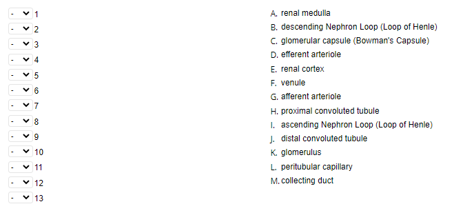 A. renal medulla
v 2
B. descending Nephron Loop (Loop of Henle)
C. glomerular capsule (Bowman's Capsule)
V 3
D. efferent arteriole
v 4
E. renal cortex
F. venule
G. afferent arteriole
v 6
v 7
H. proximal convoluted tubule
v 8
I. ascending Nephron Loop (Loop of Henle)
J. distal convoluted tubule
K. glomerulus
v 9
10
11
L. peritubular capillary
v 12
M. collecting duct
v 13
> >
> >
