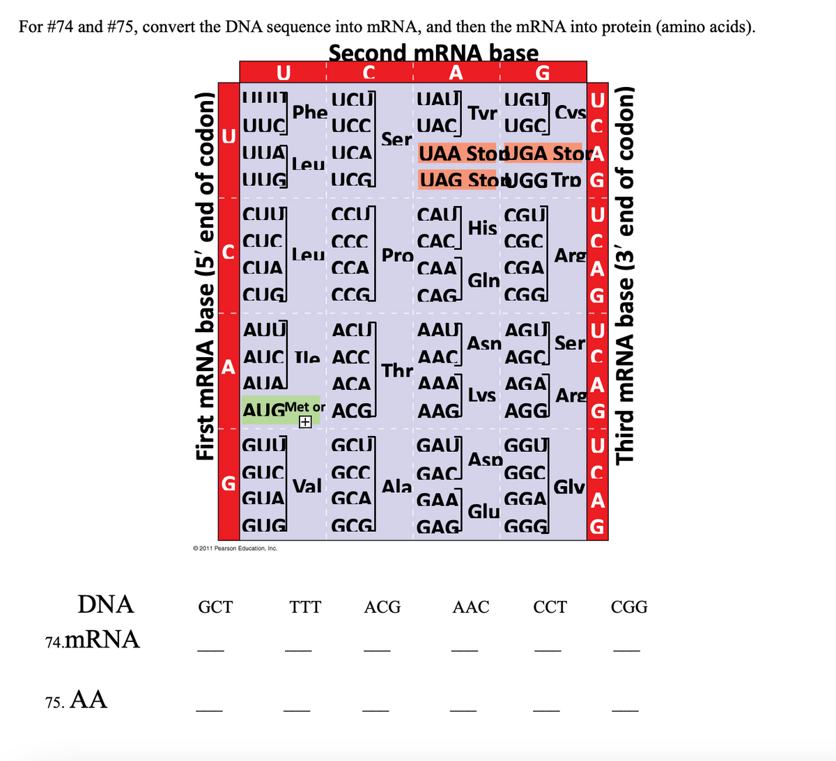 For #74 and #75, convert the DNA sequence into mRNA, and then the mRNA into protein (amino acids).
Second mRNA base
с
A
G
UGU
UGC
DNA
74.mRNA
75. AA
First mRNA base (5' end of codon)
כ
+
A
U
GCT
דווו
UC
JUA
UUG
CUU
CUC
CUA
CUG
©2011 Pearson Education, Inc.
Phe
|Leu
GUU
GUC
GUA
GUG
Leu
AUU ACU
AUC The ACC
AUA
ACA
AUGMet or ACG
+
Val
UCU
UCC
UCA
UCG
TTT
CCU
CCC
CCA
CCG
GCU
GCC
GCA
GCG
Ser
CAU
CAC
Pro CAA
CAG
Thr
Ala
ACG
UAU
UAC
UAA StodJGA StorA
UAG Sto UGG Trp G
AAU
AAC
AAA
AAG
GAU
GAC
GAA
GAG
Tvr
His
Gln
Asn
Lvs
Asp
Glu
AAC
CGU
CGC
CGA
CGG
AGU
AGC
AGA
AGG
GGU
GGC
GGA
GGG
Cvs
Arg
Ser
Arg
Glv
U
CCT
GUCAG
Third mRNA base (3' end of codon)
CGG