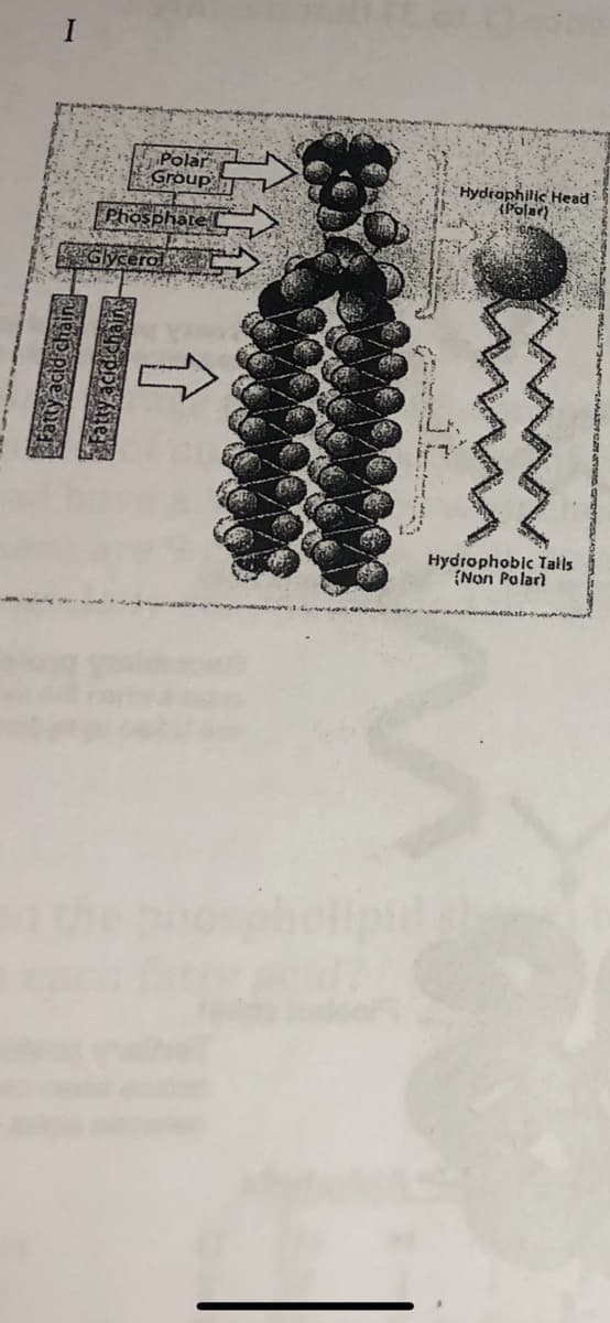 222
Polar
Group
Phosphate
Glycero
weup pipe Kie
Guieup ppe Are!
for wron
Hydrophilic Head
(Polar)
Hydrophobic Tails
(Non Polarl
3.