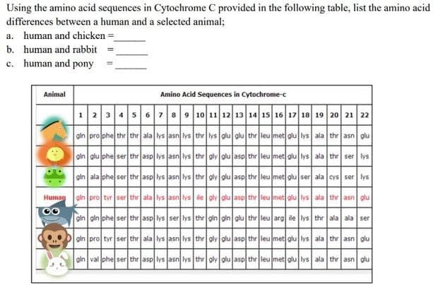 Using the amino acid sequences in Cytochrome C provided in the following table, list the amino acid
differences between a human and a selected animal;
a. human and chicken =
b. human and rabbit
c. human and pony
Animal
Amino Acid Sequences in Cytochrome-c
1 234567 89 10 11 12 13 14 15 16 17 18 19 20 21 22
ain prophe thr thr ala ws asn lys thr lys olu olu thr leu met olu lys ala thr asn olu
ain alu phe ser thr asp lys asn ys thr gly alu asp thr leu met glu lys ala thr ser lys
gin ala phe ser thr asp lys asn lys thr aly glu asp thr leu met glu ser ala cys ser lys
Human oln pro tyr ser the ala ys asn lve de olv alu asp thr leu met alu vs ala the asn alu
oin gin phe ser thr asp vs ser lys thr aln gin olu the leu arg de ys thr ala ala ser
ain pro tyr ser thr ala vs asn lys the oy olu asp thr leu met glu lys ala the asn olu
oin val phe ser thr asp lys asn lys thr oly olu asp thr leu met olu lys ala thr asn olu
