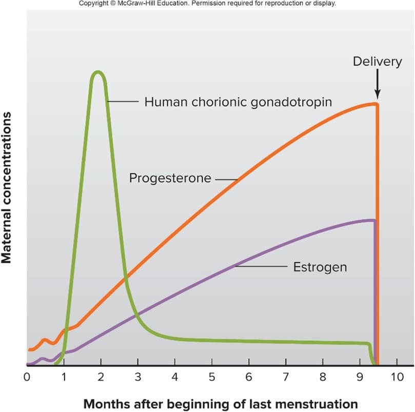 Copyright © McGraw-Hill Education. Permission required for reproduction or display.
Delivery
Human chorionic gonadotropin
Progesterone
Estrogen
0 1 2
4
7
8
9
10
Months after beginning of last menstruation
Maternal concentrations
