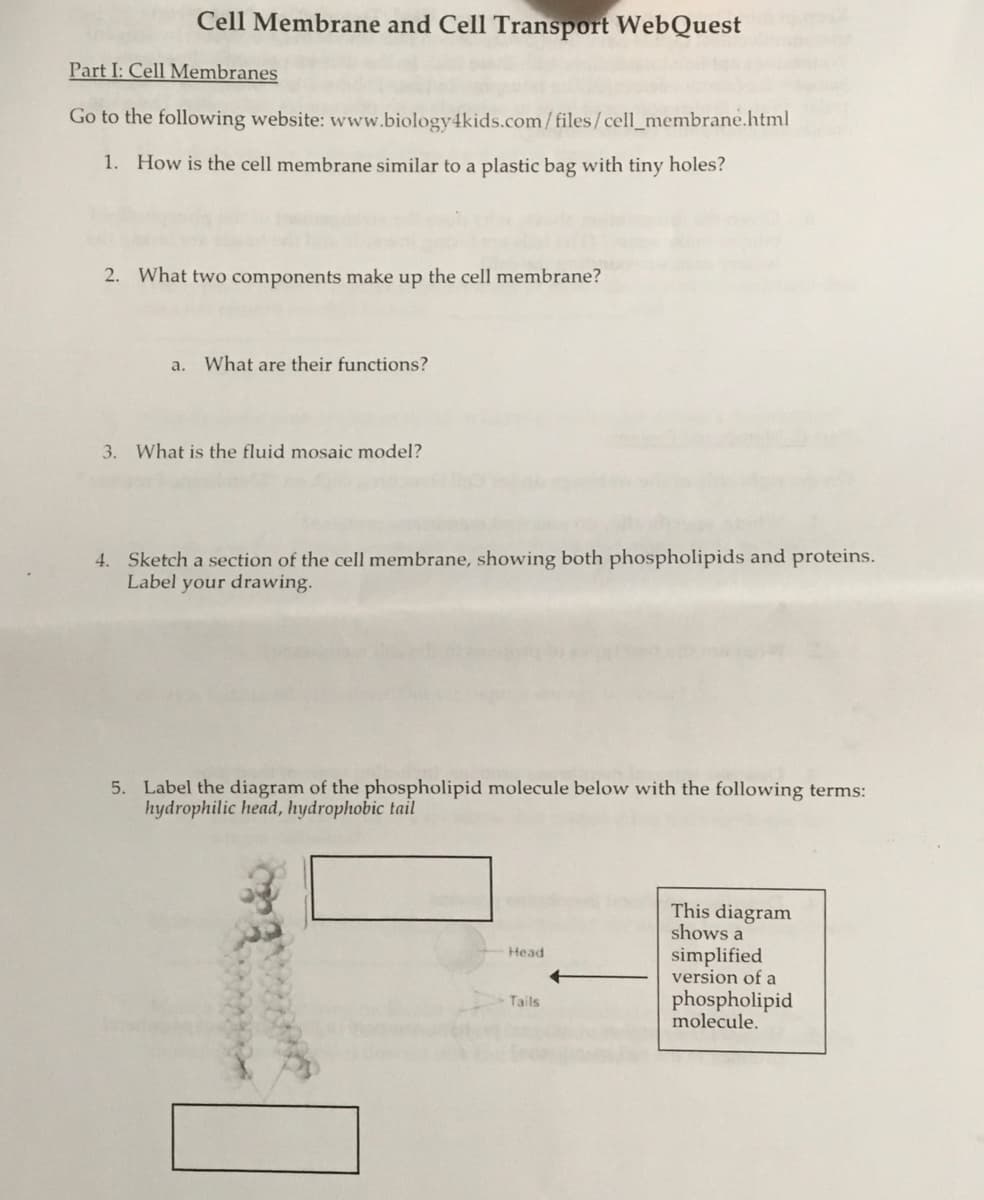 Cell Membrane and Cell Transport WebQuest
Part I: Cell Membranes
Go to the following website: www.biology4kids.com/ files/cell_membrane.html
1. How is the cell membrane similar to a plastic bag with tiny holes?
2. What two components make up the cell membrane?
a. What are their functions?
3. What is the fluid mosaic model?
4. Sketch a section of the cell membrane, showing both phospholipids and proteins.
Label your drawing.
5. Label the diagram of the phospholipid molecule below with the following terms:
hydrophilic head, hydrophobic tail
This diagram
shows a
Head
simplified
version of a
phospholipid
molecule.
Tails
