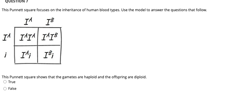 This Punnett square focuses on the inheritance of human blood types. Use the model to answer the questions that follow.
IA IAIA I^IB
i
I'i
This Punnett square shows that the gametes are haploid and the offspring are diploid.
True
False
