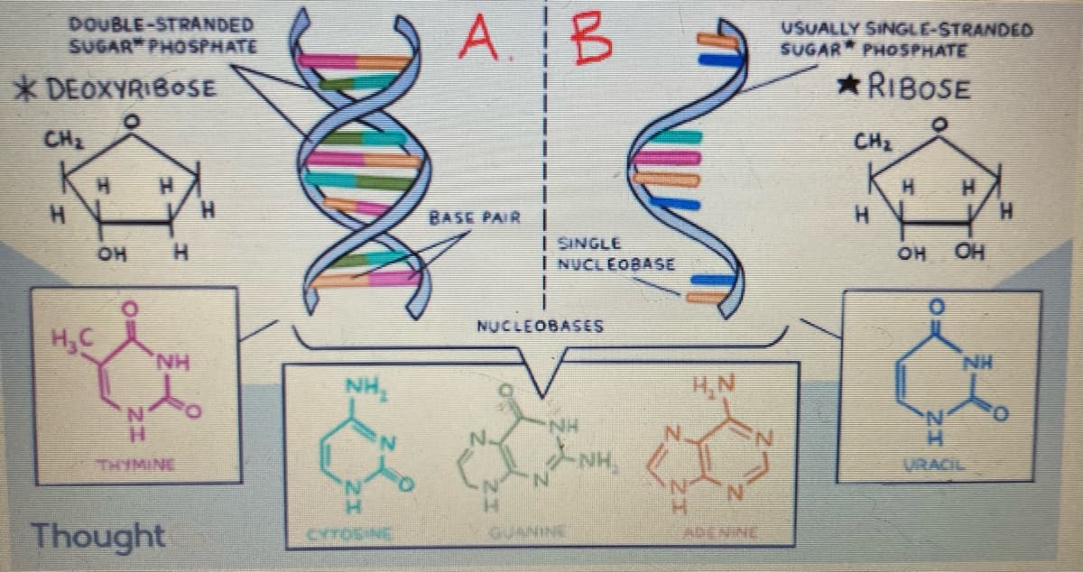 DOUBLE-STRANDED
SUGAR PHOSPHATE
A.B
USUALLY SINGLE-STRANDED
SUGAR PHOSPHATE
* DEOXYRIBOSE
* RIBOSE
CH2
CH2
H.
H.
BASE PAIR|
H.
I SINGLE
I NUCLEOBASE
OH
HO.
NUCLEOBASES
H,C
NH
NH,
H,N
N'
H.
NH
THYMINE
NH,
URACIL
H.
Thought
ADENINE
CYTOSINE
GUANINE
