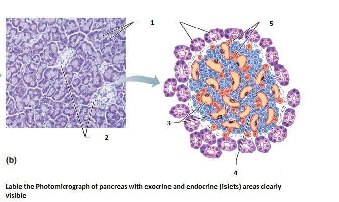 2
(b)
4
Lable the Photomicrograph of pancreas with exocrine and endocrine (islets) areas clearly
visible
